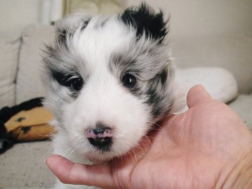 シェットランドシープドッグ【兵庫県・男の子・2020年3月3日・バイブルー】の写真「ブラックアイでおっとりしたのんびりクンです」