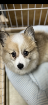 ウェルシュ・コーギー・ペンブローク【兵庫県・男の子・2021年12月27日・レッド&ホワイト】の写真「とにかくイケメンで可愛い子です」