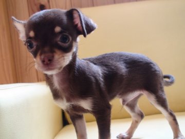 チワワ(ロング)【兵庫県・男の子・2013年5月12日・チョコタン&ホワイト超小ぶり】の写真「成犬時予想体重1キロ台」