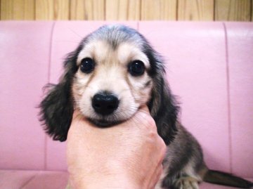 ミニチュアダックスフンド(ロング)【兵庫県・男の子・2015年7月4日・シェーデッドクリーム】の写真「お目目クリクリイケメン君」