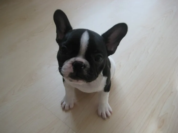 ID：1308-00854の子犬