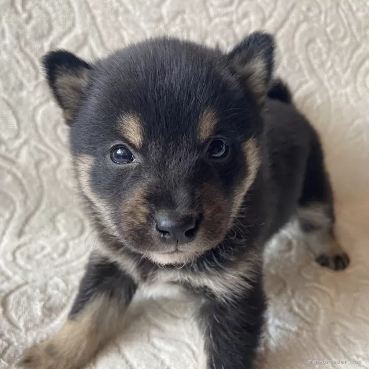 ID：2502-04163の子犬