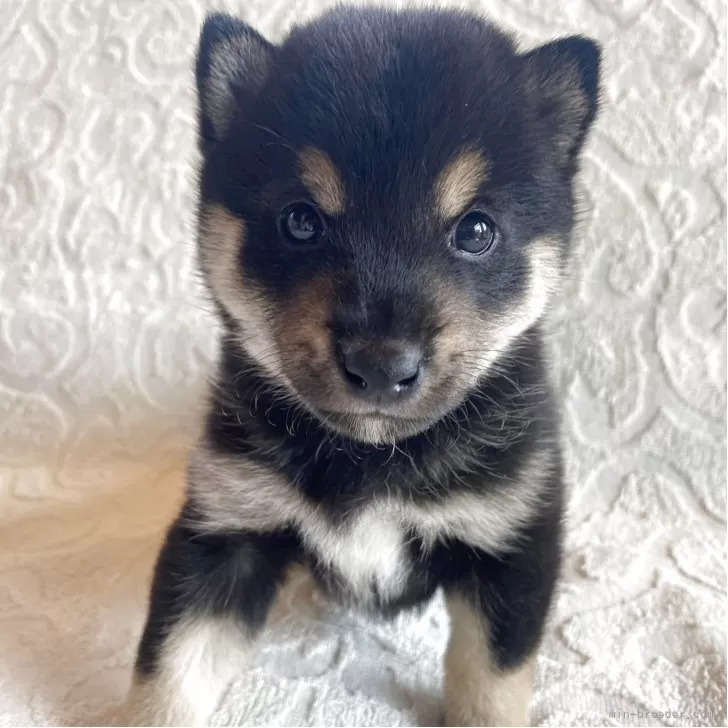 ID:2505-03135の子犬