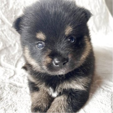 ポメ柴(ポメラニアン×豆柴)【兵庫県・女の子・2025年5月23日・ブラックタン】の写真「自然豊かな高原育ち🏡🏔️見学予約受付中です✨」