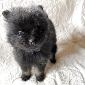 ポメラニアン【兵庫県・女の子・2025年10月9日・ブラック】の写真「自然豊かな高原育ち🏡🏔️見学予約受付中です✨」