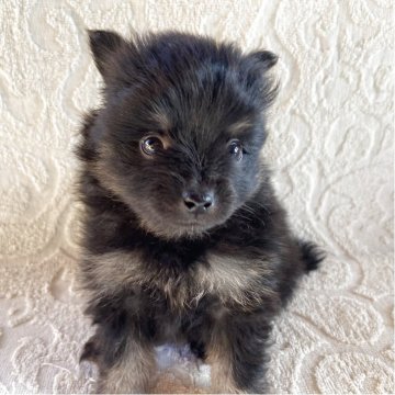 ポメラニアン【兵庫県・女の子・2025年3月14日・ブラックタン】の写真「自然豊かな高原育ち🏡🏔️見学予約受付中です✨」