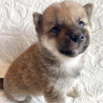 柴犬(豆柴)【兵庫県・男の子・2025年3月30日・赤】の写真「自然豊かな高原育ち🏡🏔️オンライン見学のみ✨」