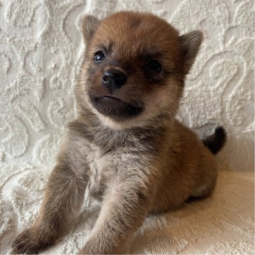 柴犬(豆柴)【兵庫県・女の子・2025年7月24日・赤色】の写真「自然豊かな高原育ち🏡🏔️見学予約受付中です✨」