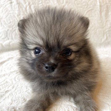ポメラニアン【兵庫県・男の子・2025年8月1日・ウルフセーブル】の写真「自然豊かな高原育ち🏡🏔️見学予約受付中です✨」