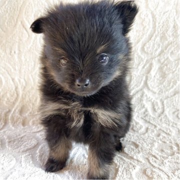 ポメラニアン【兵庫県・女の子・2025年3月14日・ブラックタン】の写真「自然豊かな高原育ち🏡🏔️見学予約受付中です✨」