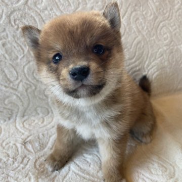 ポメ柴(ポメラニアン×豆柴)【兵庫県・男の子・2025年1月6日・赤(レッド)】の写真「ポメラニアン×豆柴MIX🐕オンライン見学可🐾」