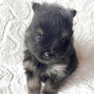 ポメラニアン【兵庫県・男の子・2025年10月9日・ブラックタン】の写真「自然豊かな高原育ち🏡🏔️見学予約受付中です✨」