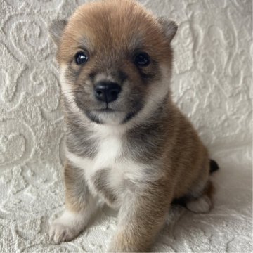 豆柴【兵庫県・男の子・2025年10月3日・赤】の写真「自然豊かな高原育ち🏡🏔️見学予約受付中です✨」