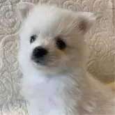 ポメラニアン