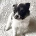 ポメラニアン【兵庫県・女の子・2025年10月9日・ホワイト&ブラック】の写真8