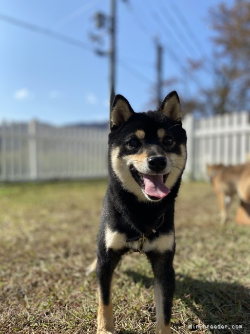 豆柴【・女の子・2021年7月4日・黒】