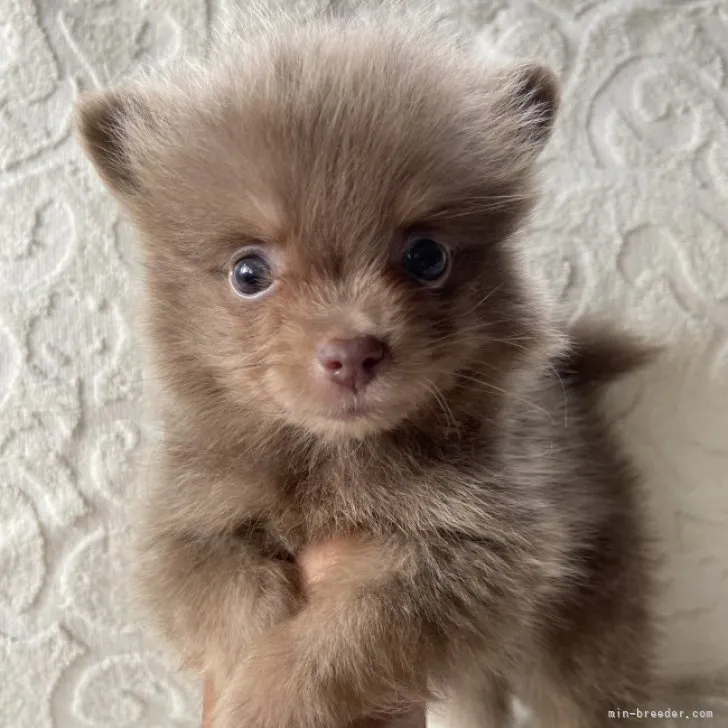 ID：2307-02458の子犬