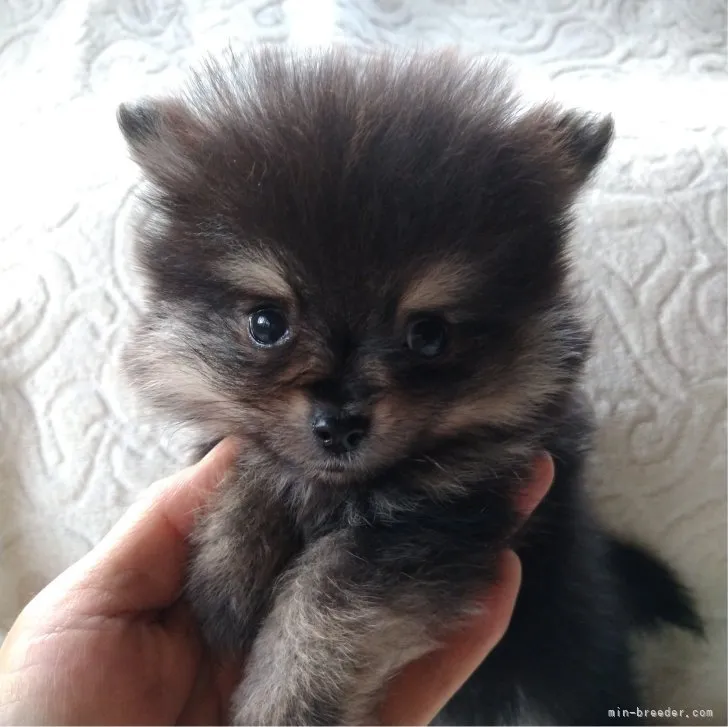 ID：2306-03968の子犬