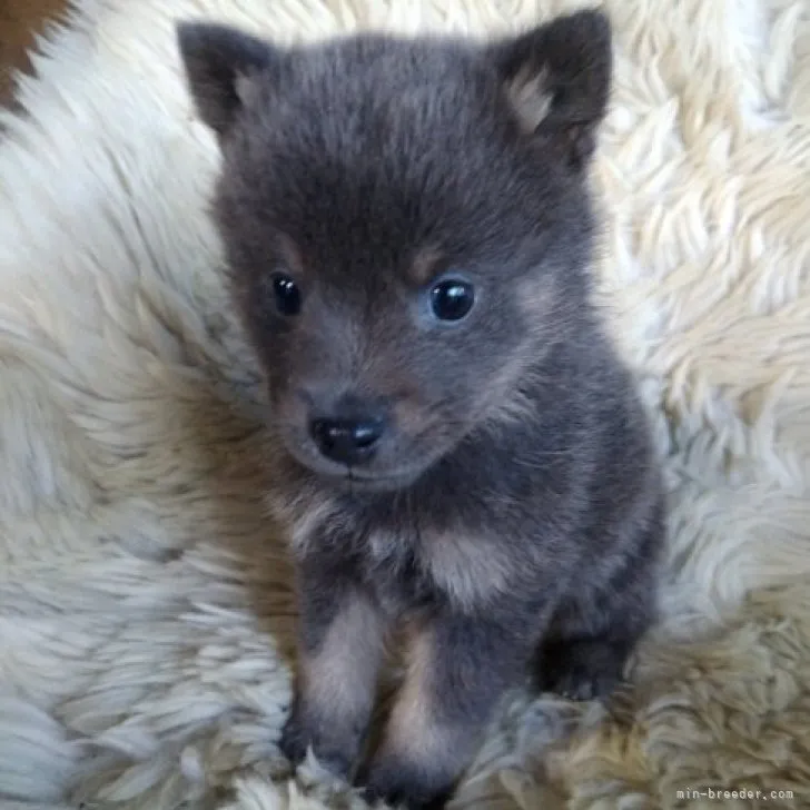 ノブ 様のお迎えした子犬