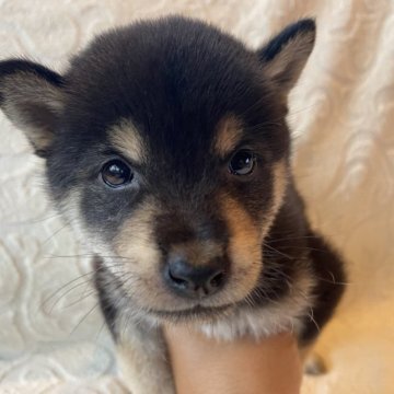 柴犬(豆柴)【兵庫県・男の子・2023年6月23日・黒】の写真「自然豊かな高原育ち🌈 両親豆柴認定犬です🐕✨」