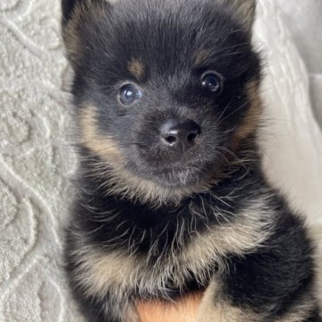 ポメ柴(ポメラニアン×豆柴)【兵庫県・男の子・2023年9月4日・ブラックタン】の写真「自然豊かな高原育ち🏡 オンライン見学受付中✨」