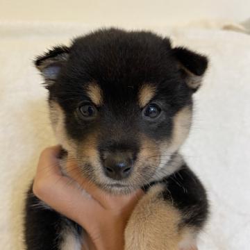 柴犬(豆柴)【兵庫県・男の子・2022年8月22日・黒】の写真「自然豊かな高原育ち🌈
両親豆柴認定犬です🐾」