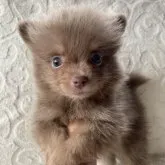 ポメラニアン【兵庫県・女の子・2023年6月15日・イザベラ】の写真1「8/7撮影」