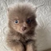 ポメラニアン【兵庫県・女の子・2023年6月15日・イザベラ】の写真2「8/7撮影」