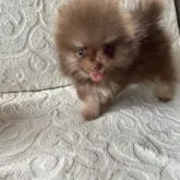 ポメラニアン【兵庫県・男の子・2023年6月15日・チョコレートタン】の写真4「8/10撮影」