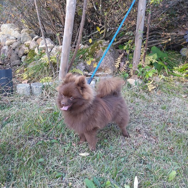 ポメラニアン【・男の子・2023年3月27日・チョコレート】