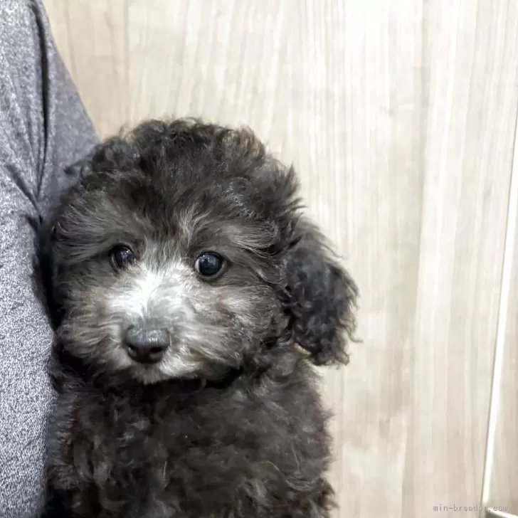 K.K 様のお迎えした子犬