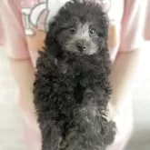 トイプードル(トイ)