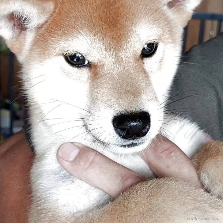 ID：2509-05730の子犬