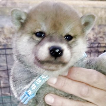 柴犬(標準サイズ)【千葉県・男の子・2025年10月8日・あか】の写真「目があきました。ムチムチ❤️」