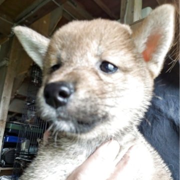 柴犬(標準サイズ)【千葉県・女の子・2025年8月9日・赤】の写真「小粒な女の子❣️」