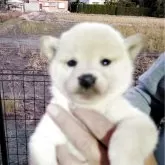 柴犬(標準サイズ)