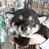 柴犬(標準サイズ)