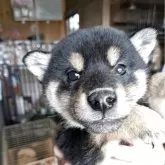 柴犬(標準サイズ)