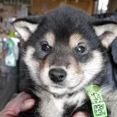 柴犬(標準サイズ)