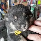 柴犬(標準サイズ)【千葉県・女の子・2025年10月12日・黒】の写真1