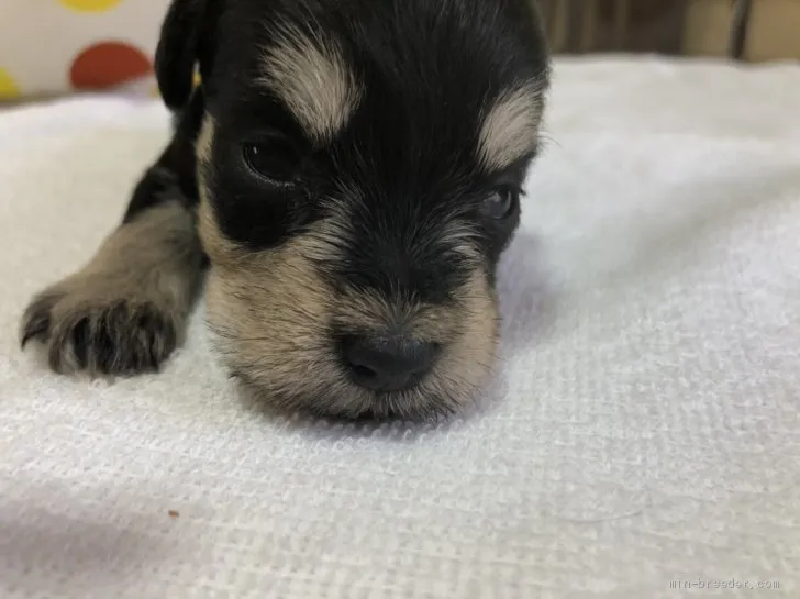 O.A 様のお迎えした子犬