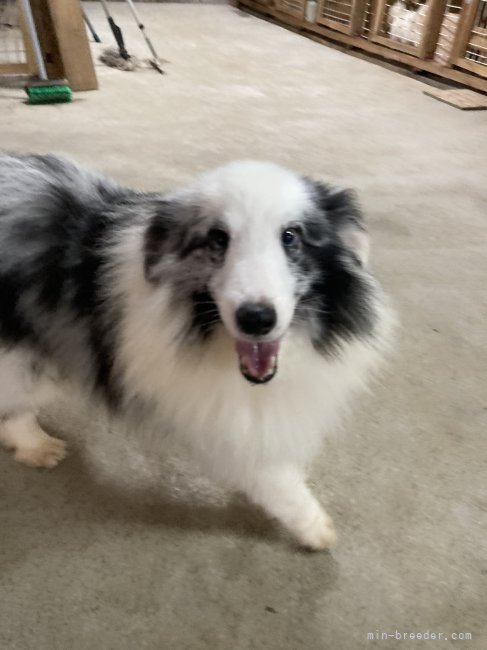 とても優しく癒されるオスのシェットランド・シープドック｜鈴木　義延(すずき　よしのぶ)ブリーダー(福島県・トイプードルなど・JKC/KC登録)の紹介写真2