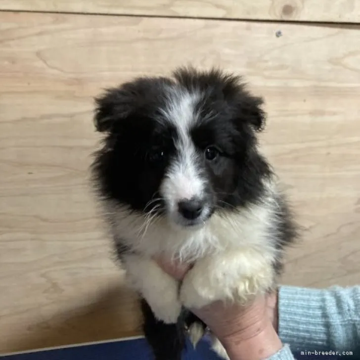 ID：2303-02269の子犬