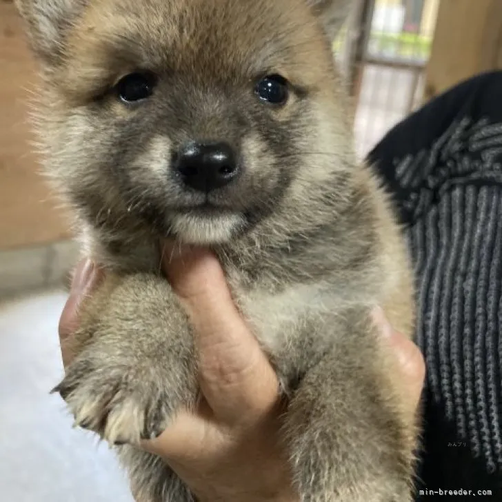 ID:2309-03235の子犬