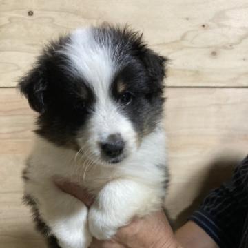 シェットランドシープドッグ【福島県・女の子・2022年6月23日・ブラック・ホワイト&タン】の写真「ひとりっ子で、お母さんの愛情ひとりじめ。」
