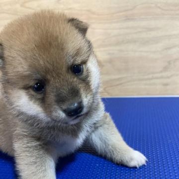 柴犬(豆柴)【福島県・男の子・2022年8月11日・赤】の写真「3代祖豆柴認定犬両親遺伝子クリア元気な男の子」