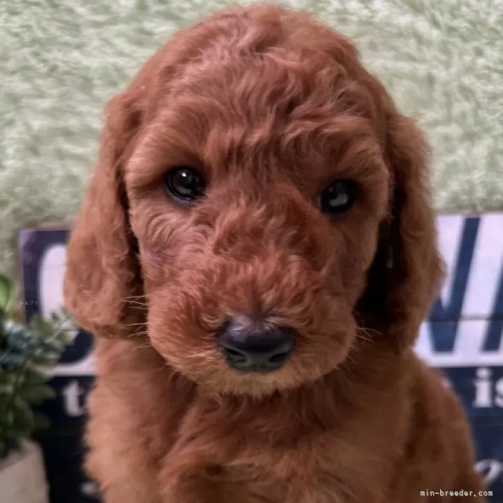 スタンダードプードル【兵庫県・男の子・2025年10月4日・レッド】の写真1「綺麗なお顔の男の子です♡」