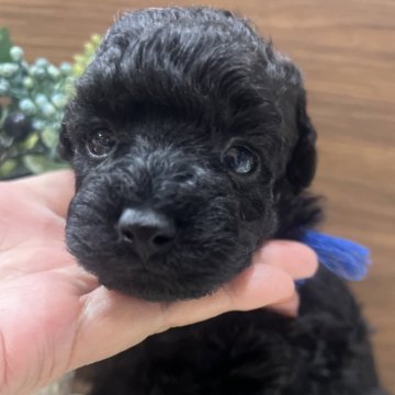 タイニープードル【兵庫県・男の子・2025年10月3日・ブラック】の写真「とても可愛いお顔です♡3兄弟です♡」