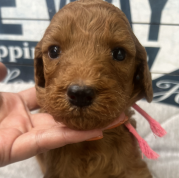 スタンダードプードル【兵庫県・女の子・2025年10月4日・レッド】の写真「女の子、男の子他にもいてます♪」