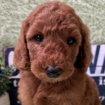 スタンダードプードル【兵庫県・男の子・2025年10月4日・レッド】の写真「11月24日までの募集となります！」